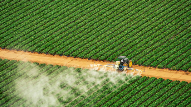Best Ant Control Services  in Gretna, LA