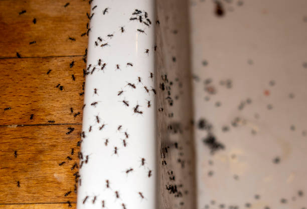 Best Wasp Removal Services  in Gretna, LA