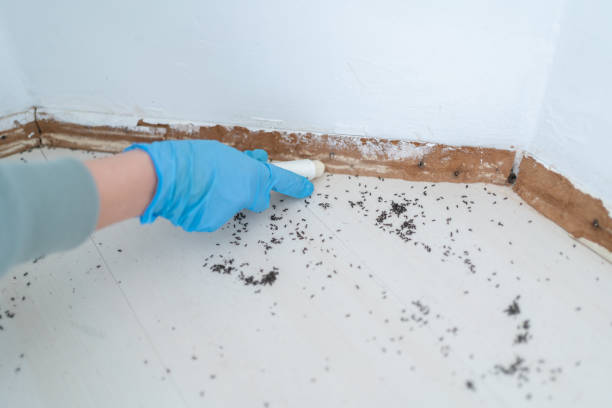 Best Insect Control  in Gretna, LA